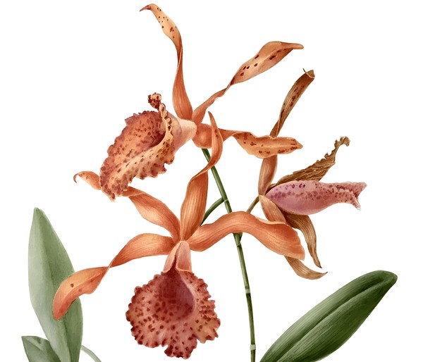 Выставка «Удивительный мир растений»