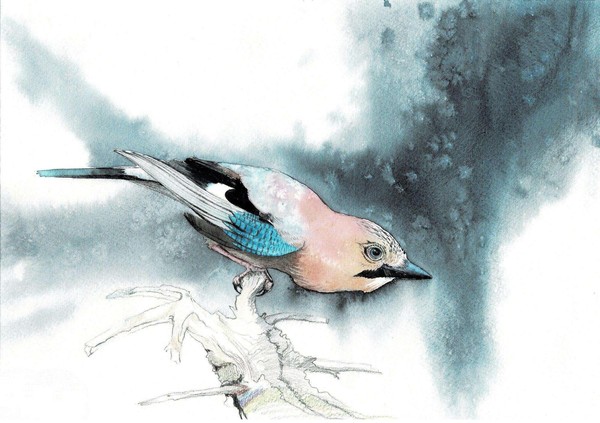 Выставка «Чудо в перьях»