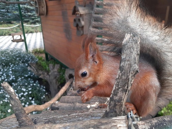 День признательности белкам