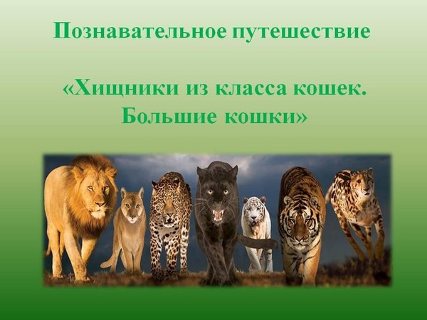 Познавательное путешествие «Хищники из класса кошек. Большие кошки»