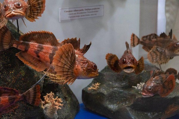 Интерактивно-тематическое занятие «Необычайно красивые рыбы»