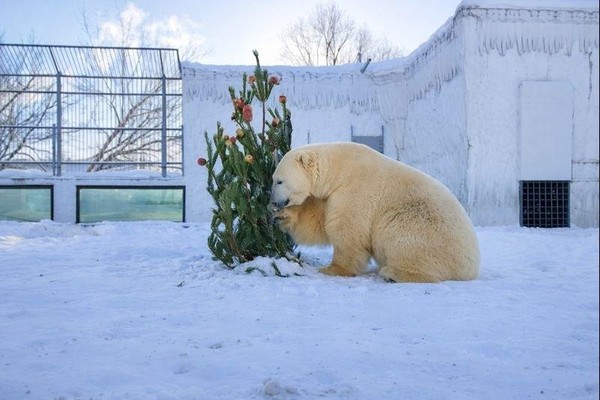 Конкурс «Властелин Арктики»