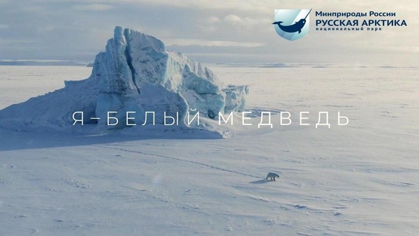 Я — белый медведь