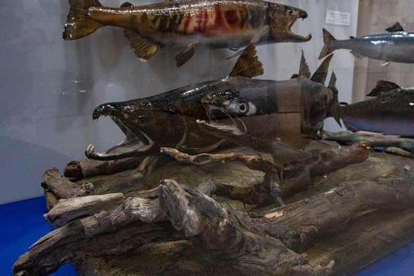 Интерактивно-тематическое занятие «Тихоокеанский лосось»