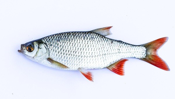 Тематическое занятие «Река Оскол и ее обитатели»