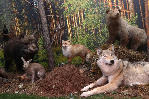 Музейная программа «Животный и растительный мир Алтая»