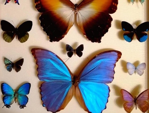 Энтомологическая выставка «Другой мир вокруг нас»