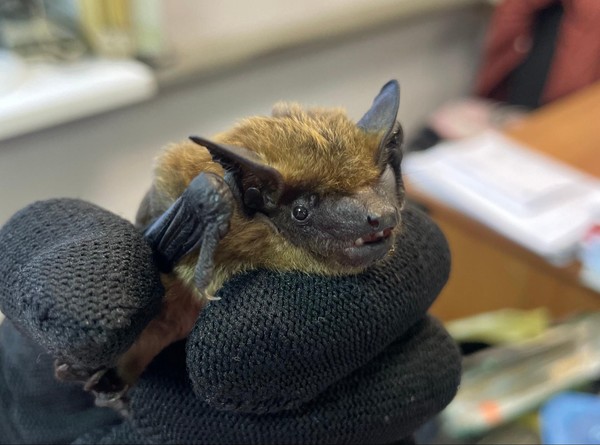 Лекция «Особенности отряда Рукокрылые»