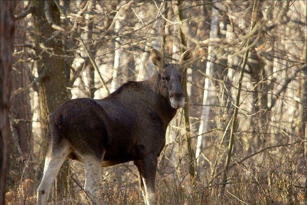 Игра – викторина «Животные нашего края»