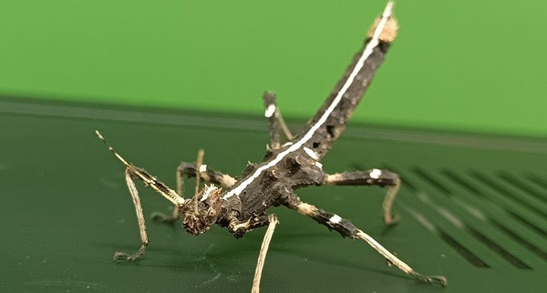 Выставка «Живой уголок»