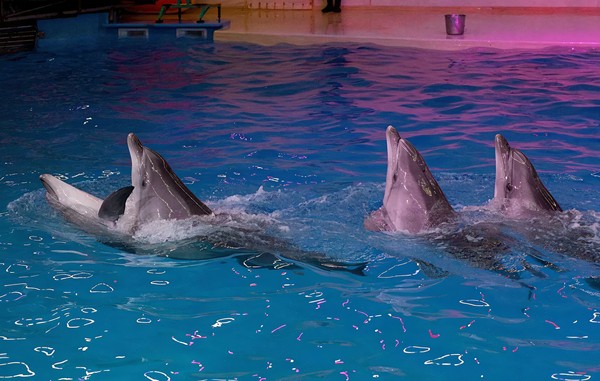 Шоу дельфинов