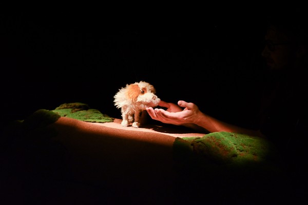 Умная собачка Соня