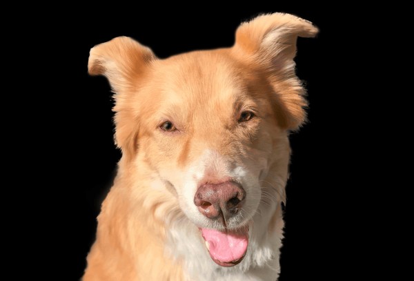 Спектакль «Собачье сердце»