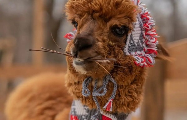 Бьюти-утро с альпаками в «Пача Мама»