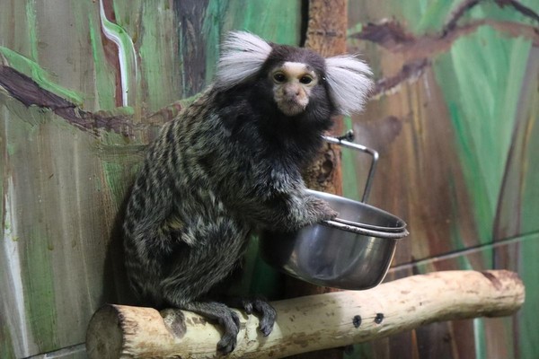 Показательные кормления