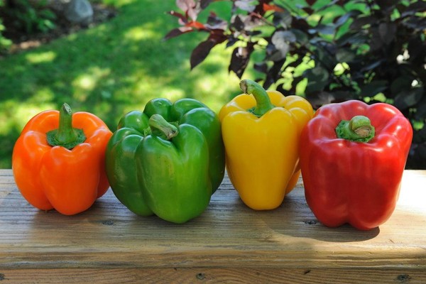 Агротехника выращивания перцев