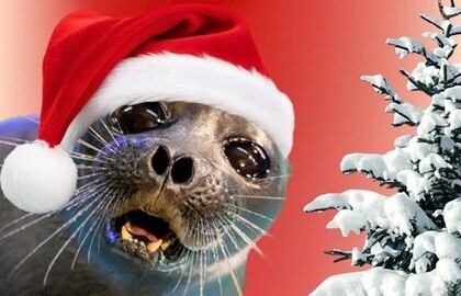 Зима в Нерпинарии