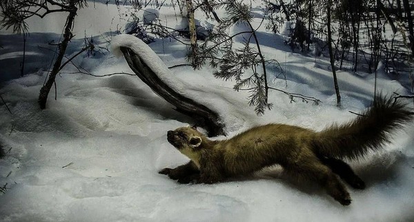 Экспозиции Музея природы Костромской области