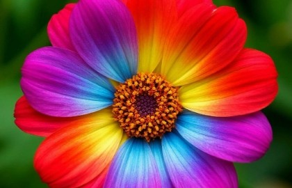 Цветик-семицветик