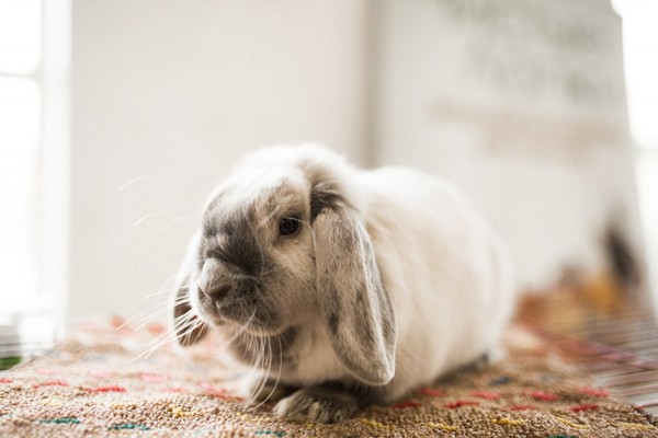 Фестиваль кроликов