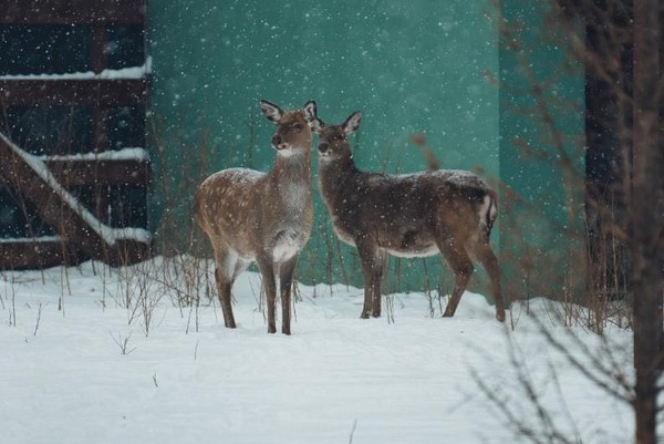День студента в Пермском зоопарке