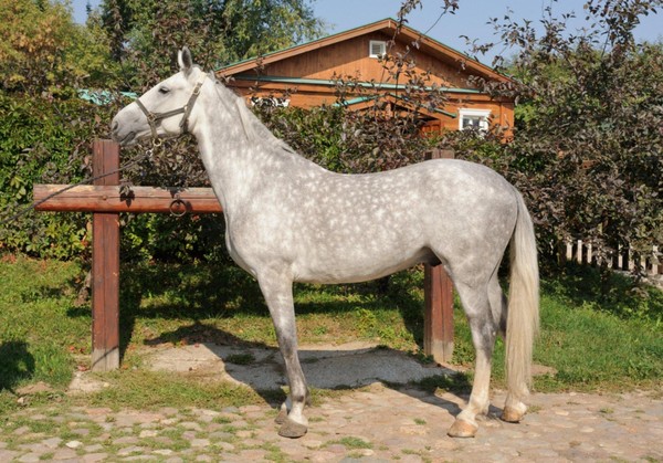 Экскурсия по Конюшенному двору