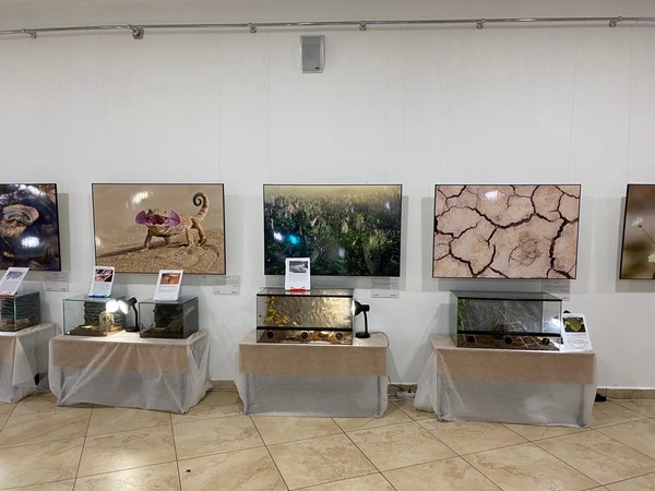 Фантастические твари