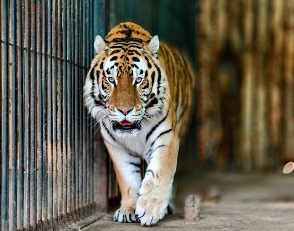 «Тематические дни животных «Тигр»»