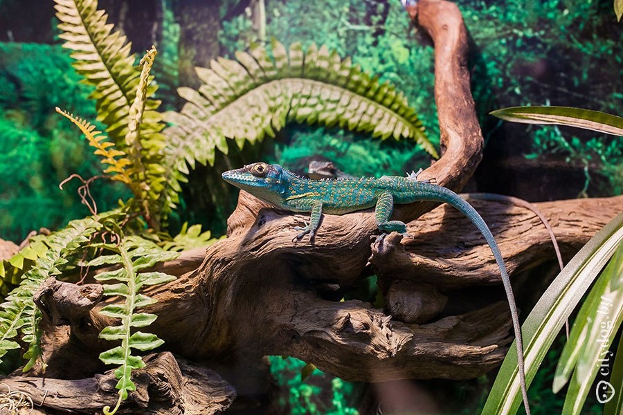 Городские легенды и экзотические миры