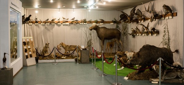 Интерактивное занятие «Лесные чемпионы»