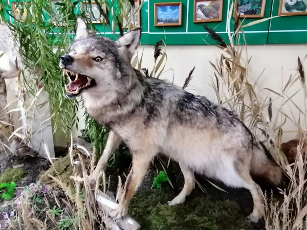 Экскурсия «Хит-парад дикой природы»