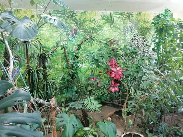 Экскурсия «От гигантов до карликов»