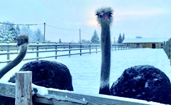 Новый год на ферме