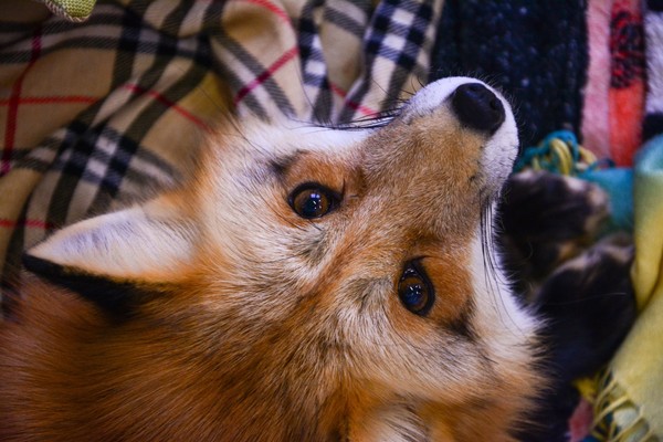 Фестиваль лисиц