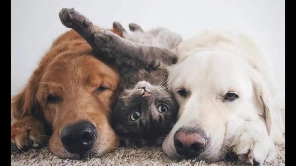 «Мы всегда в ответе за тех, кого приручили»