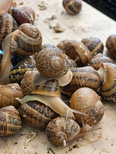 Трансфер из Минска: улиточная ферма и Несвижский замок