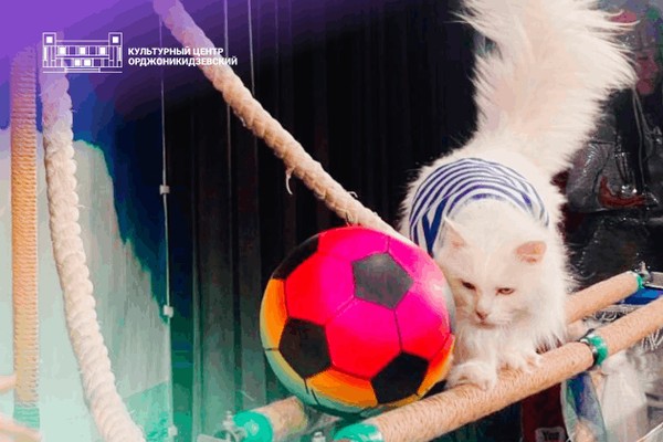 Спектакль «Цирковая котовасия» | Театр «Кото Феи»