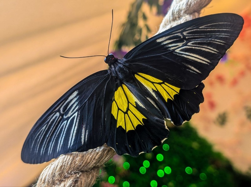 Выставка живых тропических бабочек в ТРК Лето