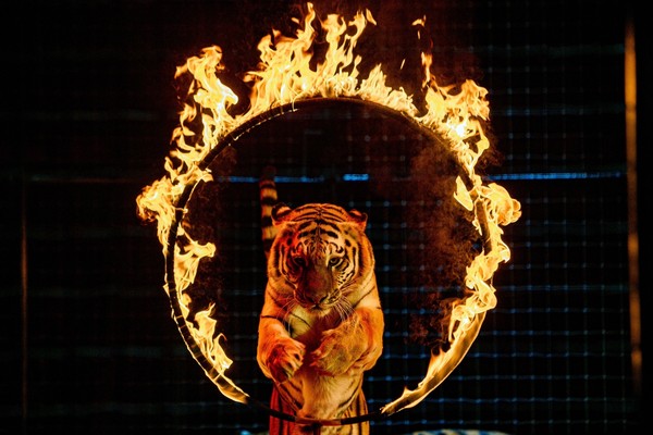 Цирк Моретти