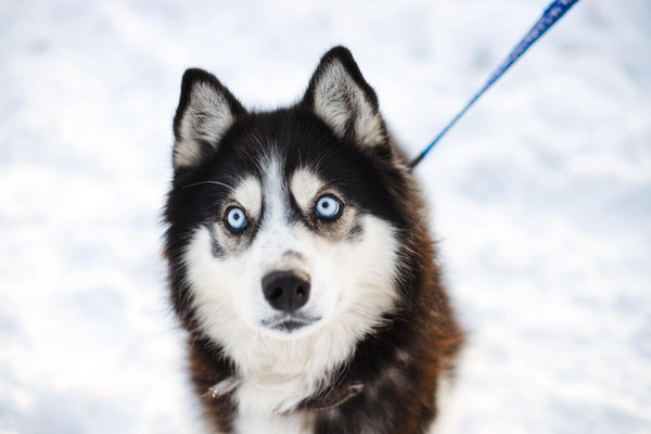 Эти волшебные хаски: необузданные дикари или пушистые домоседы?