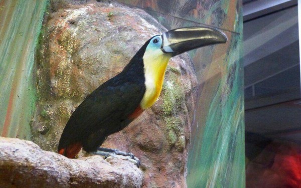 Показательные кормления