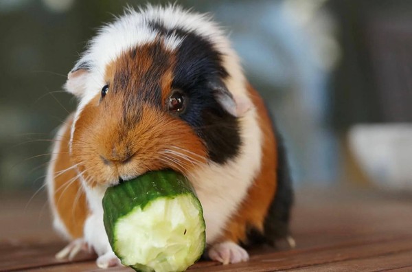 Показательное кормление морских свинок