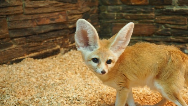 Тематическая встреча «Животное дня»