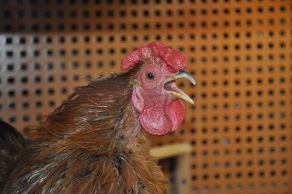 Встреча с показом мультфильмов «К 90-летию Юрия Энтина»