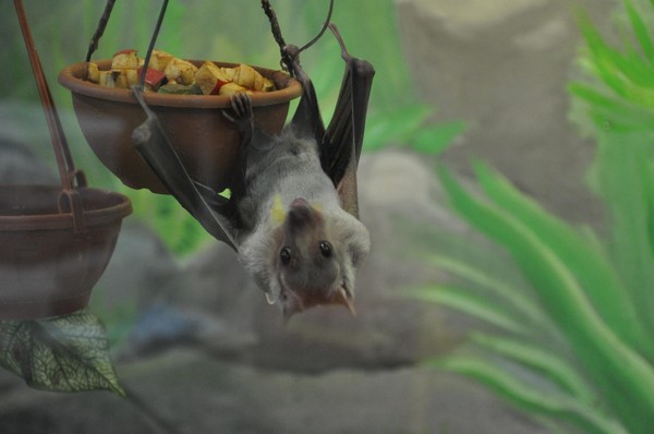 Интерактив «Ням-ням-шоу»