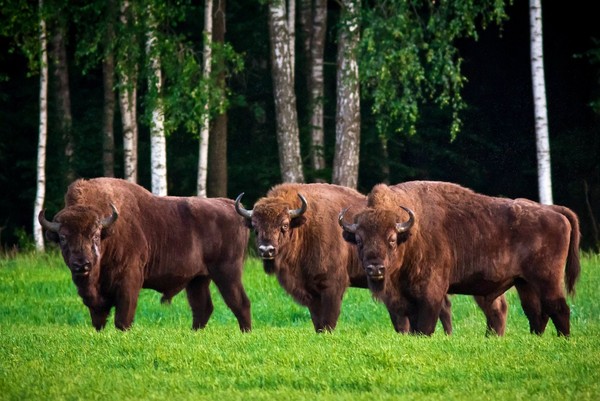 Из Минска — в Брест и Беловежскую пущу