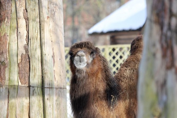 «Парикмахеры верблюдов, муравьедов повара». Экскурсия из цикла «Другой зоопарк»