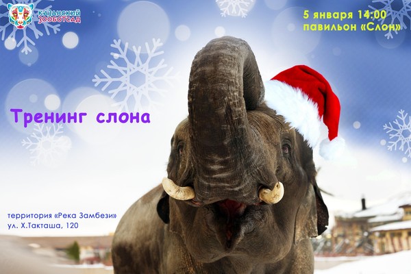 Тренинг слона Филимона
