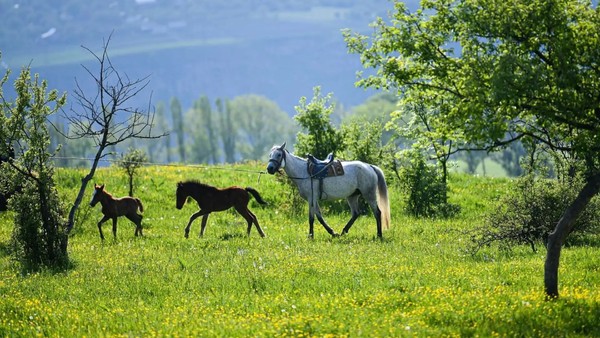 Конная прогулка на экоферме (трансфер из Еревана)