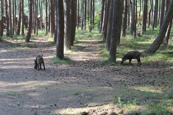 Куршская коса и Зеленоградск: уникальный лес и виды (из Калининграда)